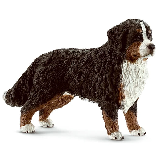 Bernese Female